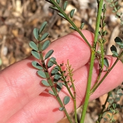 Indigofera adesmiifolia (Tick Indigo) at Red Hill to Yarralumla Creek - 16 Mar 2024 by Tapirlord