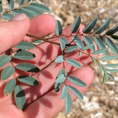 Indigofera australis subsp. australis (Australian Indigo) at Red Hill to Yarralumla Creek - 16 Mar 2024 by Tapirlord