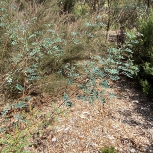 Indigofera australis subsp. australis at Red Hill to Yarralumla Creek - 16 Mar 2024 02:07 PM