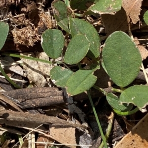 Glycine tabacina at Red Hill to Yarralumla Creek - 16 Mar 2024