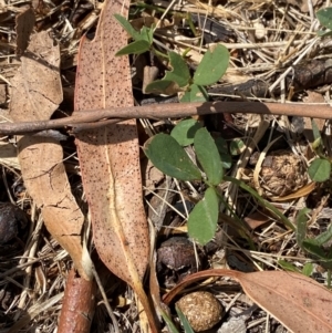 Glycine tabacina at Red Hill to Yarralumla Creek - 16 Mar 2024