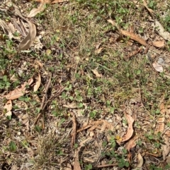 Glycine tabacina at Red Hill to Yarralumla Creek - 16 Mar 2024