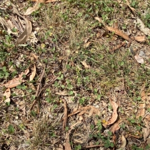 Glycine tabacina at Red Hill to Yarralumla Creek - 16 Mar 2024