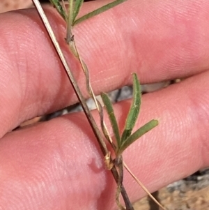 Glycine clandestina at Red Hill to Yarralumla Creek - 16 Mar 2024 01:59 PM