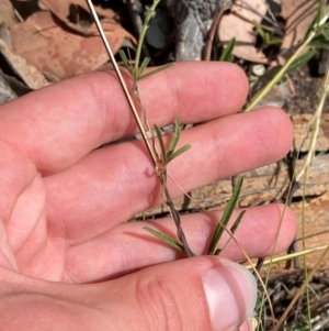 Glycine clandestina at Red Hill to Yarralumla Creek - 16 Mar 2024 01:59 PM