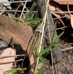 Glycine clandestina at Red Hill to Yarralumla Creek - 16 Mar 2024 01:59 PM