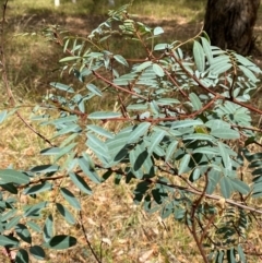 Indigofera australis subsp. australis (Australian Indigo) at Hughes, ACT - 16 Mar 2024 by Tapirlord