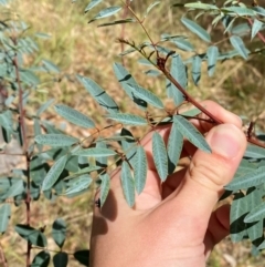 Indigofera australis subsp. australis at Hughes Garran Woodland - 16 Mar 2024