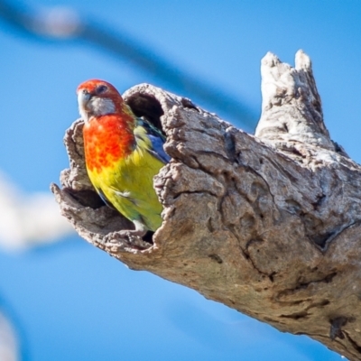 Platycercus eximius (Eastern Rosella) at Macarthur, ACT - 6 Dec 2018 by ChrisBlunt