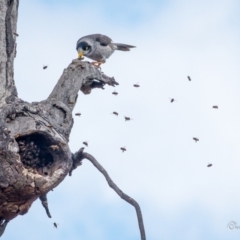 Manorina melanocephala (Noisy Miner) at Fadden, ACT - 16 Oct 2018 by ChrisBlunt