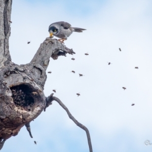 Manorina melanocephala at Fadden, ACT - 16 Oct 2018