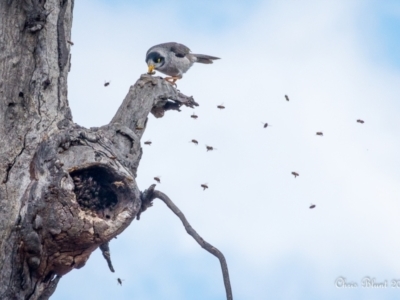 Manorina melanocephala (Noisy Miner) at Fadden, ACT - 16 Oct 2018 by ChrisBlunt