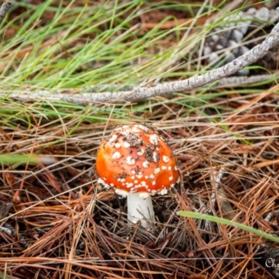 Amanita muscaria (Fly Agaric) at Fadden, ACT - 28 Nov 2021 by ChrisBlunt