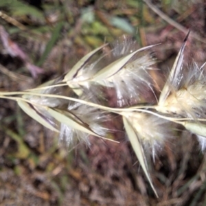 Rytidosperma sp. at Budjan Galindji (Franklin Grassland) Reserve - 4 Mar 2024 12:30 PM