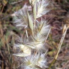 Rytidosperma sp. at Budjan Galindji (Franklin Grassland) Reserve - 4 Mar 2024 12:30 PM