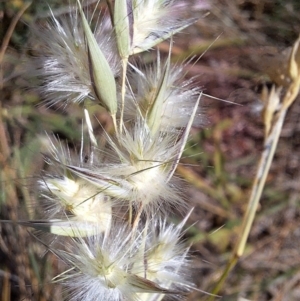 Rytidosperma sp. at Budjan Galindji (Franklin Grassland) Reserve - 4 Mar 2024 12:30 PM