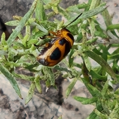 Aporocera (Aporocera) speciosa (Leaf Beetle) at Mount Mugga Mugga - 16 Mar 2024 by Mike
