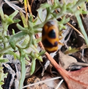 Aporocera (Aporocera) speciosa at Mount Mugga Mugga - 16 Mar 2024 03:29 PM