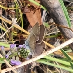 Zizina otis (Common Grass-Blue) at Mount Mugga Mugga - 16 Mar 2024 by Mike