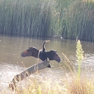 Anhinga novaehollandiae (Australasian Darter) at Mount Mugga Mugga - 16 Mar 2024 by Mike