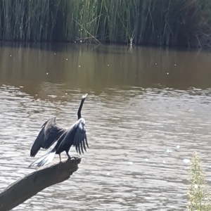 Anhinga novaehollandiae at Mount Mugga Mugga - 16 Mar 2024 03:04 PM