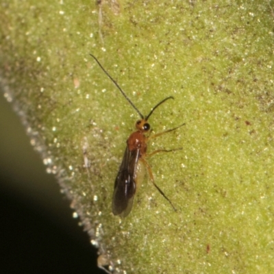 Braconidae (family) (Unidentified braconid wasp) at Melba, ACT - 8 Mar 2024 by kasiaaus