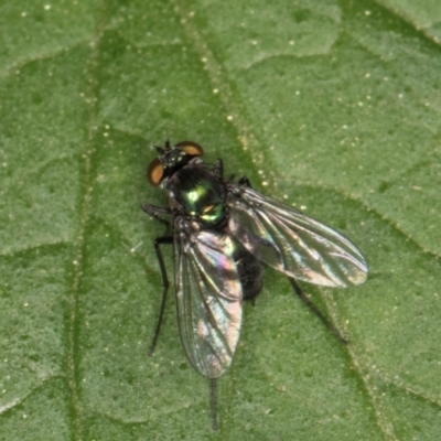 Unidentified Blow fly (Calliphoridae) at Melba, ACT - 7 Mar 2024 by kasiaaus