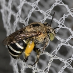 Amegilla (Zonamegilla) asserta (Blue Banded Bee) at Melba, ACT - 11 Mar 2024 by kasiaaus