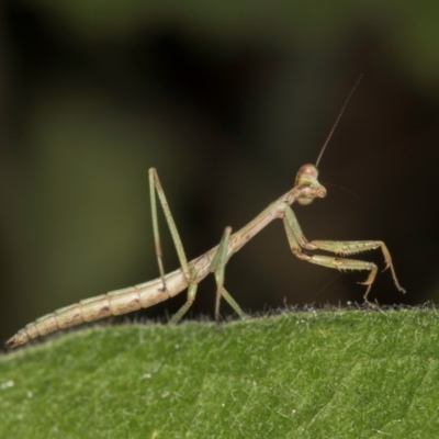 Mantidae (family) adult or nymph at Melba, ACT - 11 Mar 2024 by kasiaaus