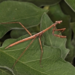 Archimantis sp. (genus) at Melba, ACT - 13 Mar 2024 by kasiaaus