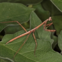 Tenodera australasiae at Melba, ACT - 13 Mar 2024 02:06 PM