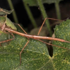 Tenodera australasiae at Melba, ACT - 13 Mar 2024 02:06 PM