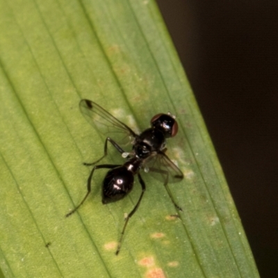 Parapalaeosepsis plebeia (Ant fly) at Melba, ACT - 14 Mar 2024 by kasiaaus