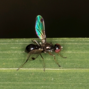 Parapalaeosepsis plebeia at Melba, ACT - 14 Mar 2024