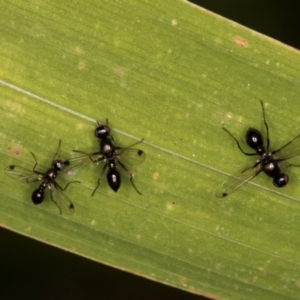 Parapalaeosepsis plebeia at Melba, ACT - 14 Mar 2024