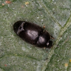 Aethina sp. (genus) at Mount Rogers - 14 Mar 2024