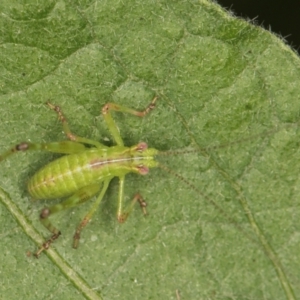 Caedicia simplex at Melba, ACT - 14 Mar 2024