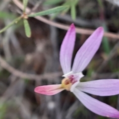 Caladenia fuscata (Dusky Fingers) at Black Mountain - 24 Sep 2023 by Venture