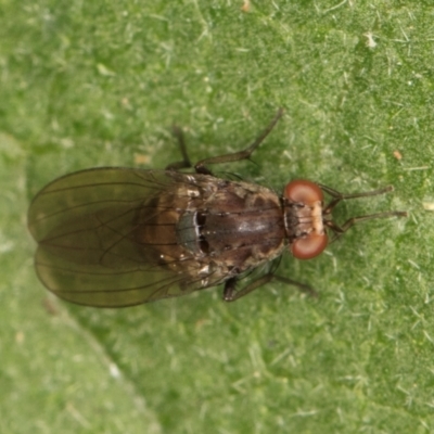 Unidentified True fly (Diptera) at Fraser, ACT - 14 Mar 2024 by kasiaaus