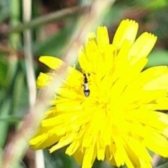 Unidentified Beetle (Coleoptera) at Budjan Galindji (Franklin Grassland) Reserve - 4 Mar 2024 by JenniM