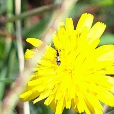 Unidentified Beetle (Coleoptera) at Budjan Galindji (Franklin Grassland) Reserve - 4 Mar 2024 by JenniM