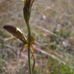 Thomisidae (family) (Unidentified Crab spider or Flower spider) at Harrison, ACT - 4 Mar 2024 by JenniM