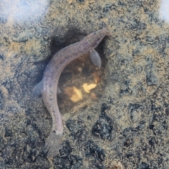 Misgurnus anguillicaudatus at O'Connor Ridge to Gungahlin Grasslands - 16 Mar 2024 01:08 PM