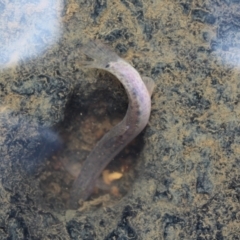 Misgurnus anguillicaudatus at O'Connor Ridge to Gungahlin Grasslands - 16 Mar 2024