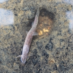 Misgurnus anguillicaudatus at O'Connor Ridge to Gungahlin Grasslands - 16 Mar 2024 01:08 PM