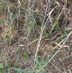 Convolvulus angustissimus subsp. angustissimus at Yarralumla, ACT - 16 Mar 2024