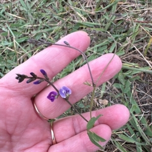 Glycine tabacina at Yarralumla, ACT - 16 Mar 2024