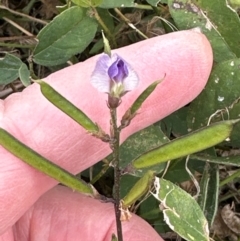 Glycine tabacina at Yarralumla, ACT - 16 Mar 2024