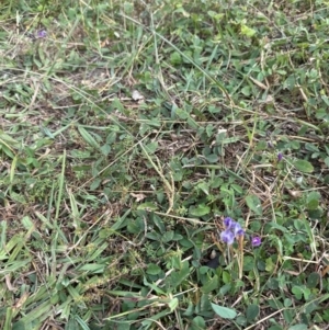 Glycine tabacina at Yarralumla, ACT - 16 Mar 2024