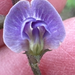 Glycine tabacina at Yarralumla, ACT - 16 Mar 2024